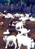 Criaderos Cabrios