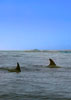 Delfines nadando junto al bote