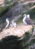 Piqueros con sus polluelos