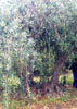 Olivos