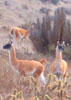 Guanacos a orillas del camino